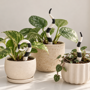 Striped Sandworm Plant Stakes
